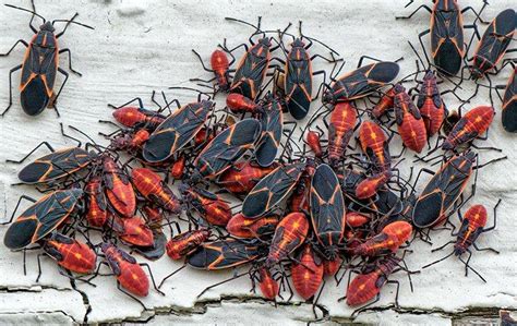 Box elder bug infestation. Things To Know About Box elder bug infestation. 